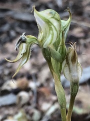 Pterostylis setifera