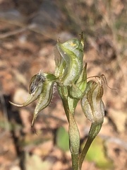 Pterostylis setifera