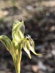 Pterostylis setifera