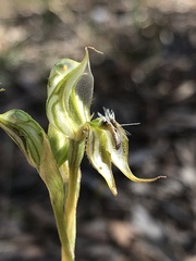 Pterostylis setifera