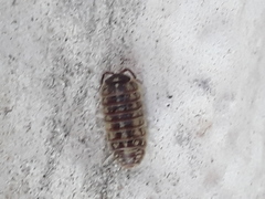 Armadillidium versicolor
