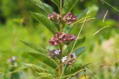 Clerodendrum fortunatum