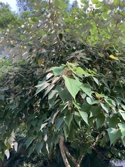 Mallotus apelta