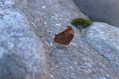 Melanitis phedima oitensis