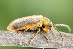 Galerucella lineola