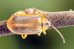Galerucella lineola