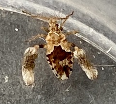 Ptilocnemus distinctus