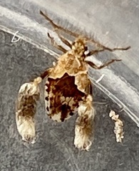 Ptilocnemus distinctus