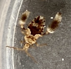 Ptilocnemus distinctus