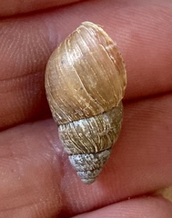 Bothriembryon brazieri