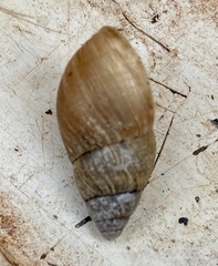 Bothriembryon brazieri