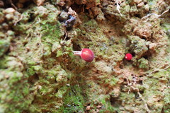 Parvixerocomus aokii