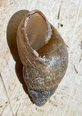 Bothriembryon brazieri