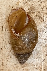 Bothriembryon brazieri