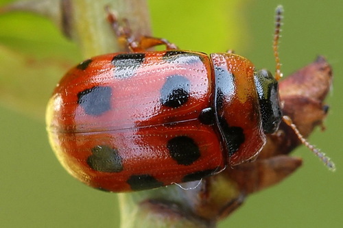 Taškuotasis Dygblauzdis nuotrauka