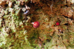 Parvixerocomus aokii