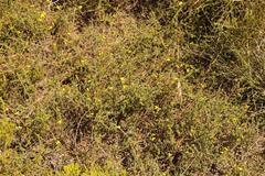 Aspalathus crassisepala