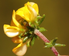 Aspalathus crassisepala