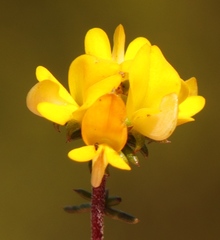 Aspalathus crassisepala