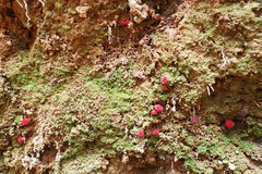 Parvixerocomus aokii