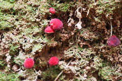 Parvixerocomus aokii