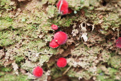 Parvixerocomus aokii