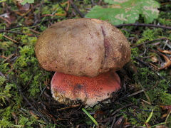 Rubroboletus pulcherrimus