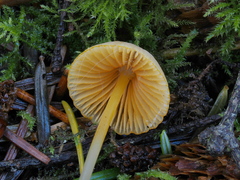 Mycena aurantiomarginata