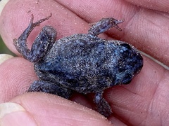 Pseudophryne guentheri