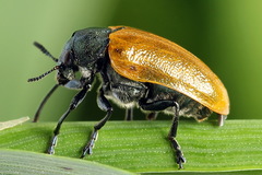 Labidostomis tridentata
