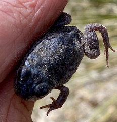 Pseudophryne guentheri