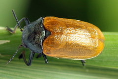 Labidostomis tridentata