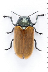 Labidostomis tridentata
