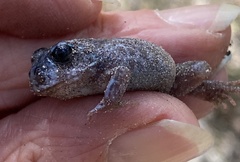 Pseudophryne guentheri