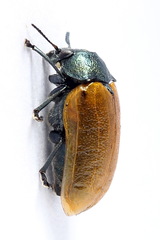 Labidostomis tridentata