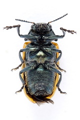 Labidostomis tridentata