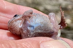 Pseudophryne guentheri