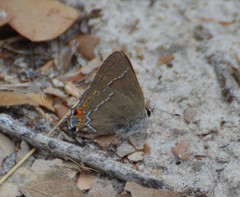 Satyrium favonius autolycus