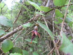 Fuchsia perscandens