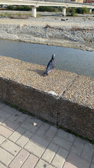Columba livia domestica