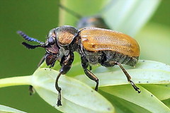 Labidostomis tridentata