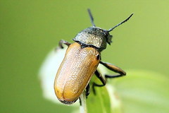 Labidostomis tridentata