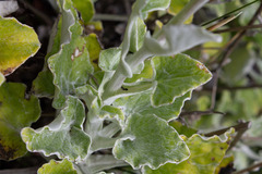 Senecio verbascifolius