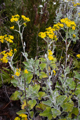 Senecio verbascifolius