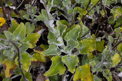 Senecio verbascifolius