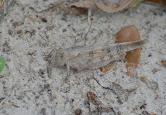 Spharagemon cristatum