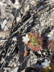 Drosera micrantha