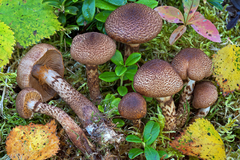 Cortinarius pholideus