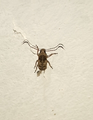 Phloeobius