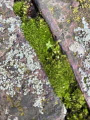 Barbula unguiculata
